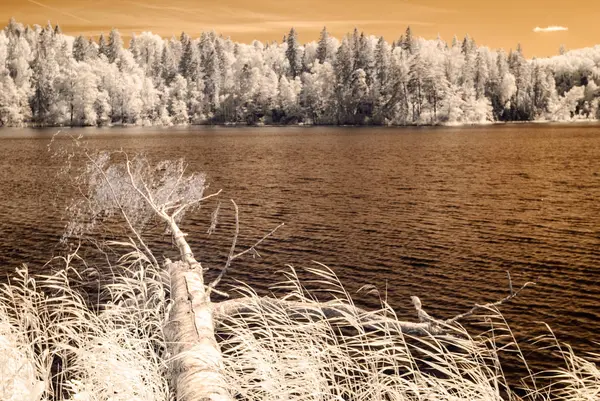 orman göl kenarında. Kızılötesi renkli görüntü