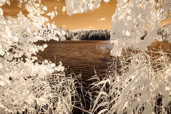 orman göl kenarında. Kızılötesi renkli görüntü