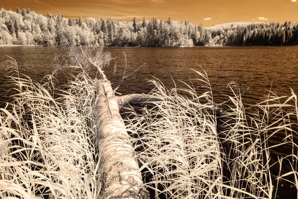orman göl kenarında. Kızılötesi renkli görüntü