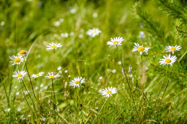 Flores brancas da primavera no fundo verde — Fotografia de Stock