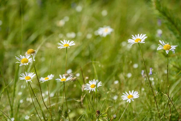 Flores blancas de primavera sobre fondo verde — Foto de Stock