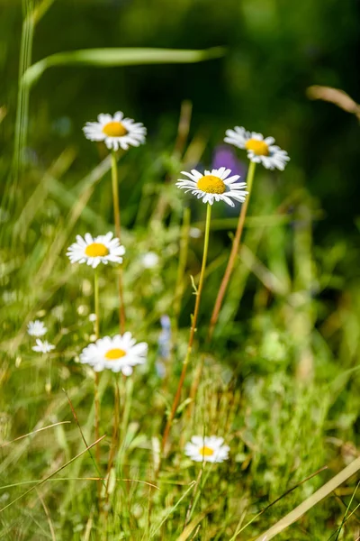 yeşil zemin üzerine beyaz bahar çiçekleri