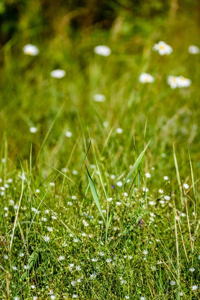 Flores blancas de primavera sobre fondo verde —  Fotos de Stock