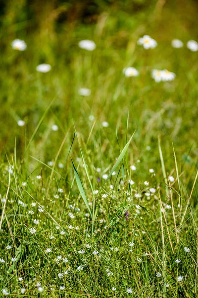 yeşil zemin üzerine beyaz bahar çiçekleri