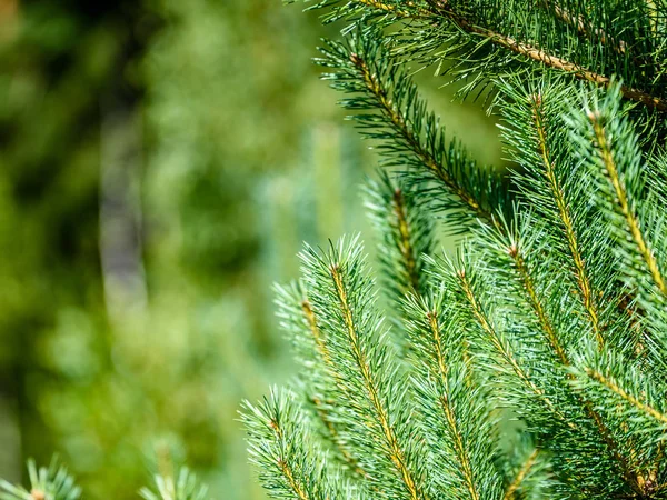 Yaz ormanı ağaçları. doğa yeşil ahşap güneş ışığı arka planı