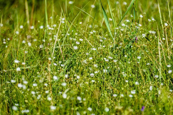 Weiße Frühlingsblumen auf grünem Hintergrund — Stockfoto