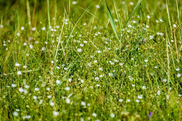 Fiori bianchi primaverili su sfondo verde — Foto Stock