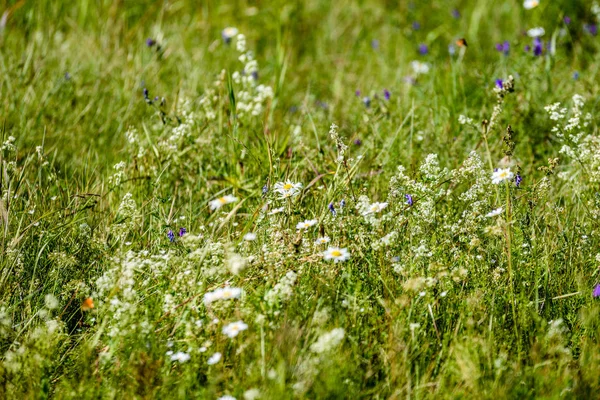 Fiori bianchi primaverili su sfondo verde — Foto Stock