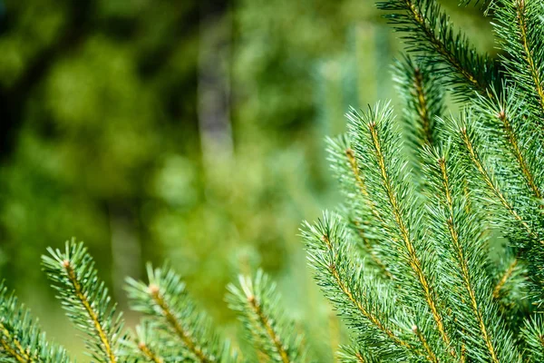 Yaz ormanı ağaçları. doğa yeşil ahşap güneş ışığı arka planı