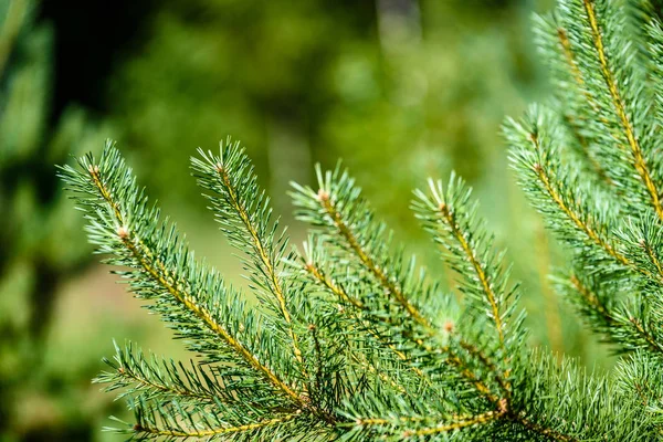 Yaz ormanı ağaçları. doğa yeşil ahşap güneş ışığı arka planı
