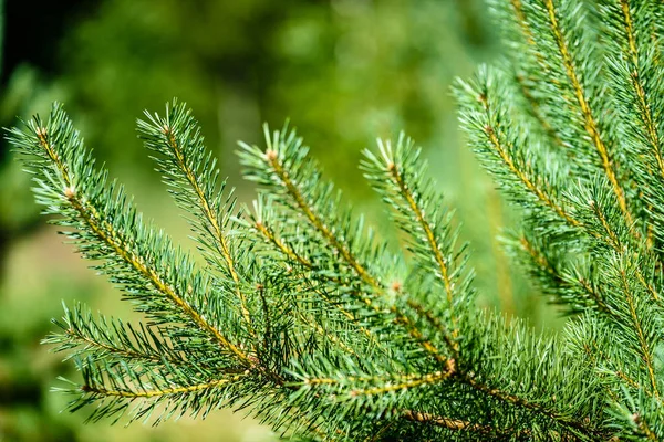 Árboles forestales de verano. naturaleza madera verde luz del sol fondos — Foto de Stock