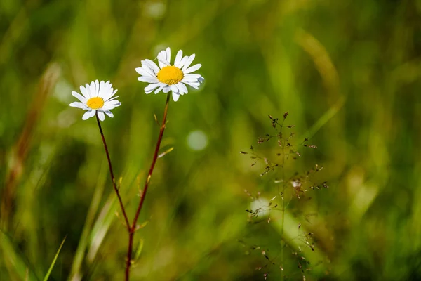 ดอกไม้ฤดูใบไม้ผลิสีขาวบนพื้นหลังสีเขียว — ภาพถ่ายสต็อก