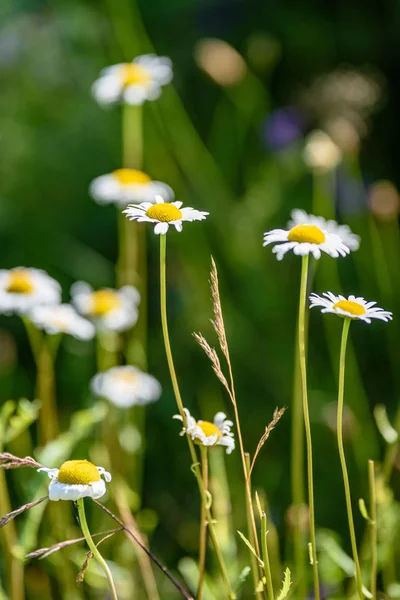 Weiße Frühlingsblumen auf grünem Hintergrund — Stockfoto