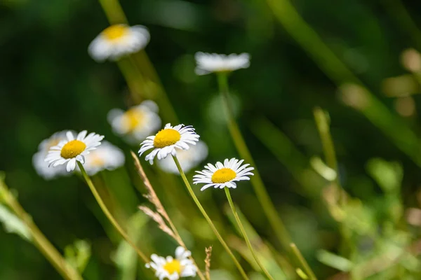 Fleurs printanières blanches sur fond vert — Photo