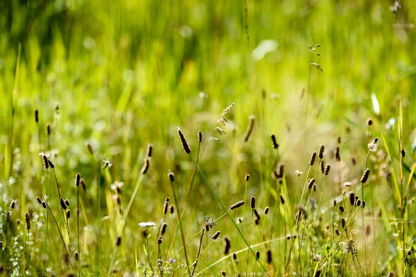 Fleurs de printemps sur fond vert — Photo