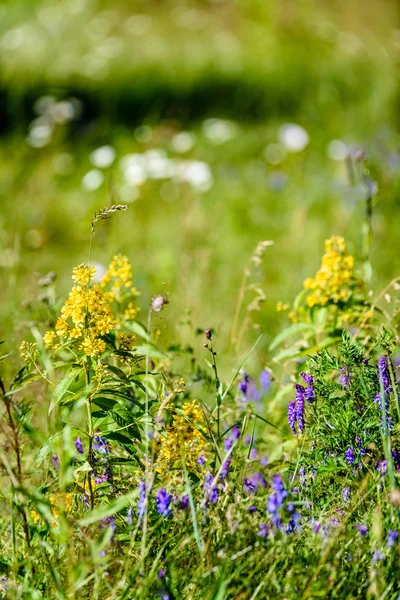 Wiosenne kwiaty na zielonym tle — Zdjęcie stockowe