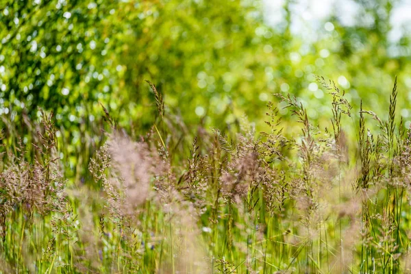 yeşil arka planda bahar çiçekleri