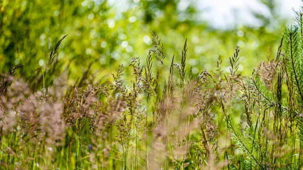 yeşil arka planda bahar çiçekleri