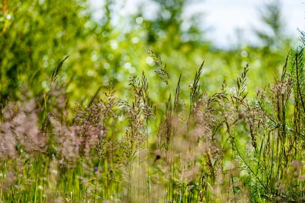 yeşil arka planda bahar çiçekleri