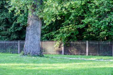 güzel park sonbahar tezgah