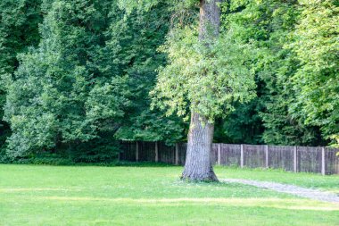 güzel park sonbahar tezgah
