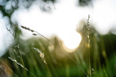 yaz çiçek ve bents akşam güneşin altında yemyeşil soyut