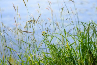 yaz çiçek ve bents akşam güneşin altında yemyeşil soyut