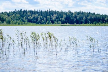Gölün su çim ile bulutlu gün
