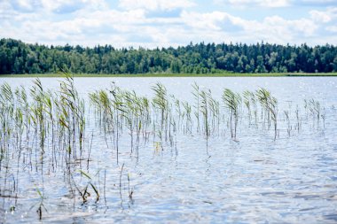 Gölün su çim ile bulutlu gün