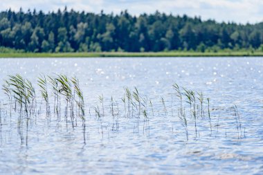 Gölün su çim ile bulutlu gün