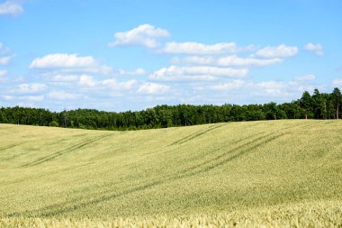 Buğday tarlası ve bulutlu yaz manzarası