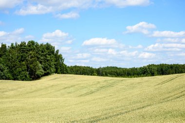 Buğday tarlası ve bulutlu yaz manzarası