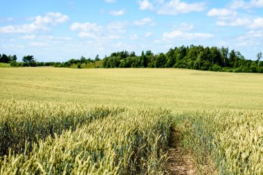 Buğday tarlası ve bulutlu yaz manzarası