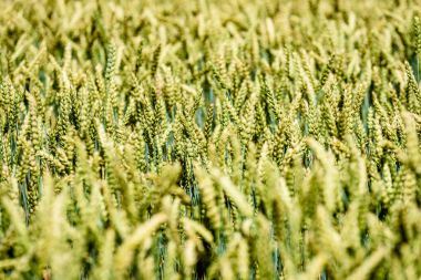 Buğday tarlası ve bulutlu yaz manzarası