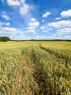 Buğday tarlası ve bulutlu yaz manzarası