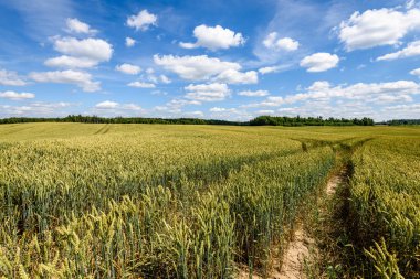 Buğday tarlası ve bulutlu yaz manzarası
