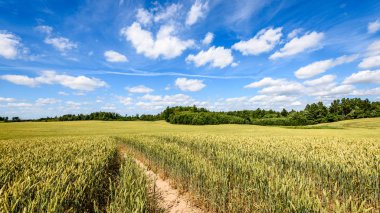 Buğday tarlası ve bulutlu yaz manzarası