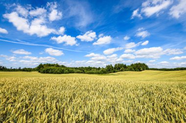 Buğday tarlası ve bulutlu yaz manzarası
