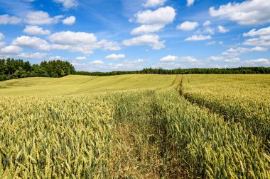 Buğday tarlası ve bulutlu yaz manzarası