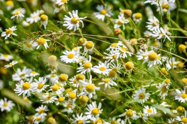 yeşil zemin üzerine beyaz bahar çiçekleri