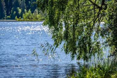 Göl kenarındaki huş ağacı.