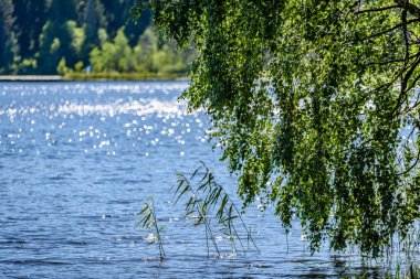 Göl kenarındaki huş ağacı.