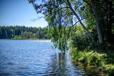 Göl kenarındaki huş ağacı.