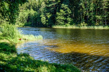 Göl kenarındaki huş ağacı.