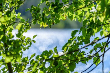 Göl kenarındaki huş ağacı.