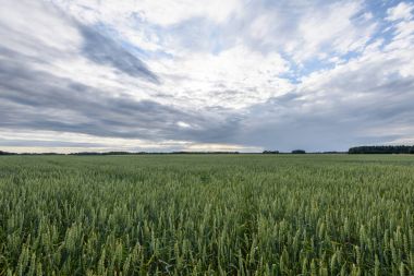 Buğday tarlası ve bulutlu yaz manzarası