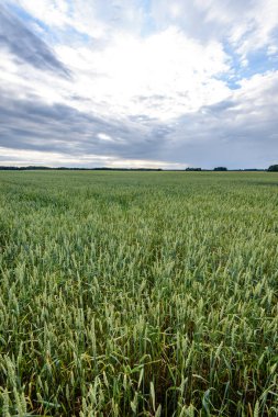 Buğday tarlası ve bulutlu yaz manzarası