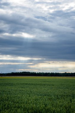 Buğday tarlası ve bulutlu yaz manzarası