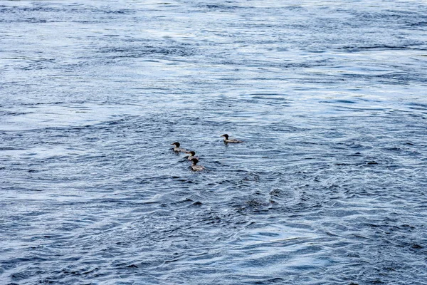 Rocky beach with wild ducks — Stock Photo, Image