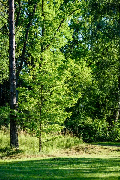 Abstrakta sommaren skog — Stockfoto